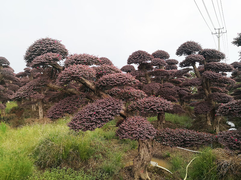 大型造型盆景红花檵木园林绿化别墅庭院红继木老桩 浅灰色 不含盆