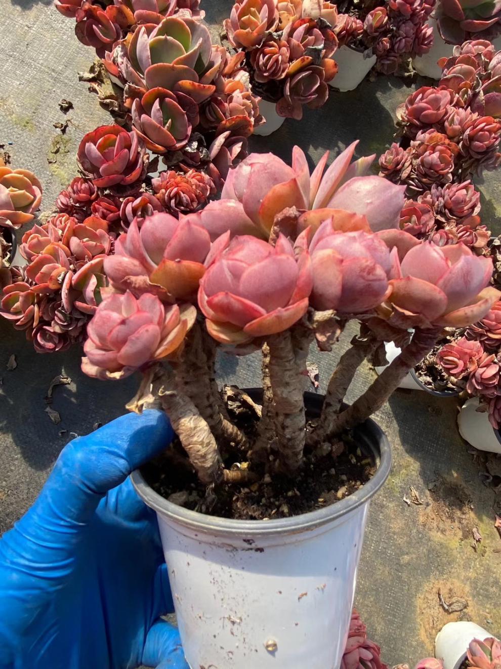 多肉植物小叶秀妍老桩群生多头爆盆控养形值锋霸20287弗兰克裸根不