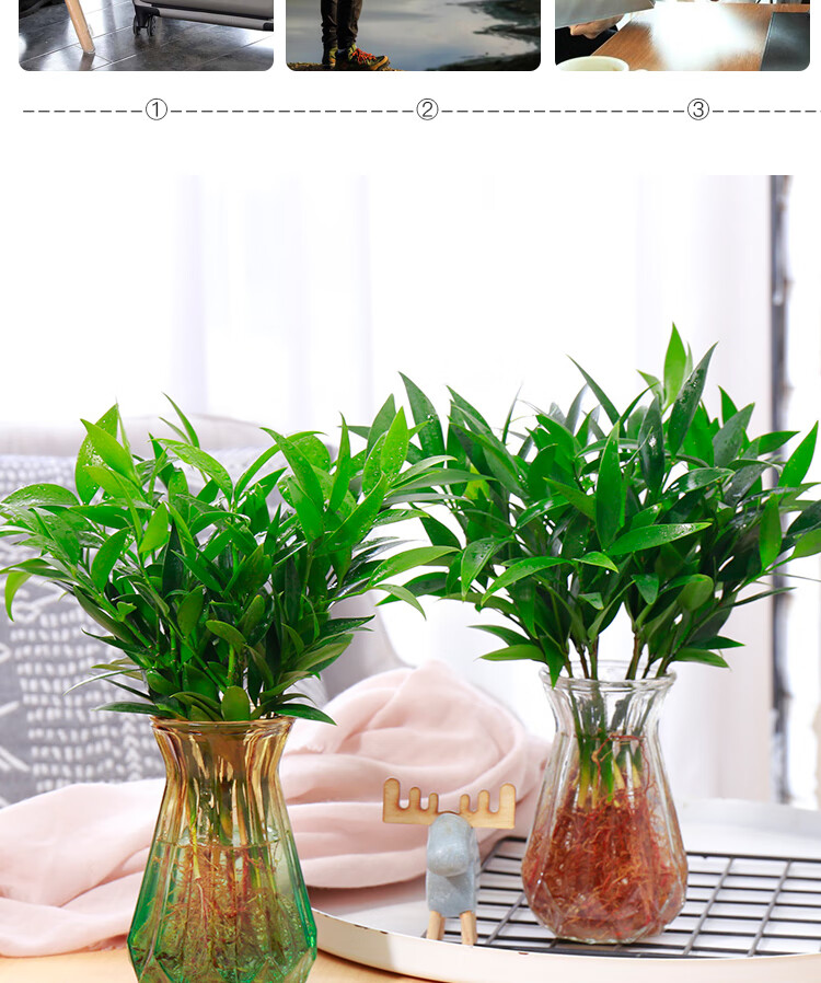 水培新宠驱蚊竹柏水养植物室内客厅卧室桌面绿植盆栽花卉四季常青绿