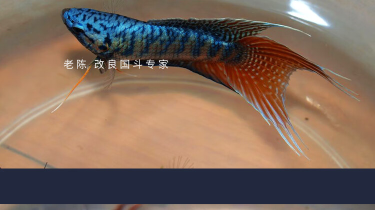 中國鬥魚活魚活體耐活易養冷淡水觀賞魚紅妝繁殖公母56cm1對