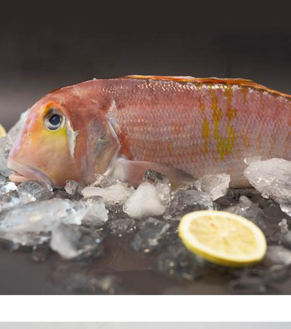 南海天然马头鱼鲜活冷冻海鲜深海甘鲷鱼斧头鱼水产厂家批发海钓1斤斤