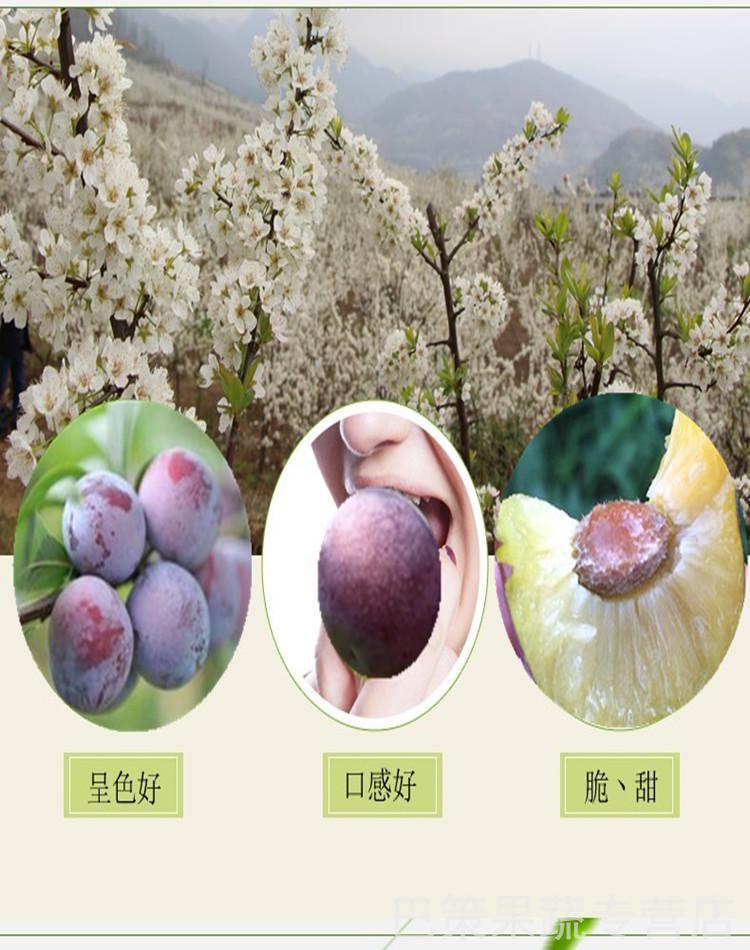 (礼盒装/冷链运输)5-10斤装 广西天峨龙滩珍珠李脱骨脆李子脆甜新鲜