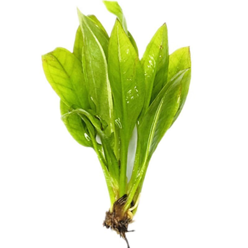 鱼缸造景水草活体淡水新手易活前景迷你水兰小水兰龙