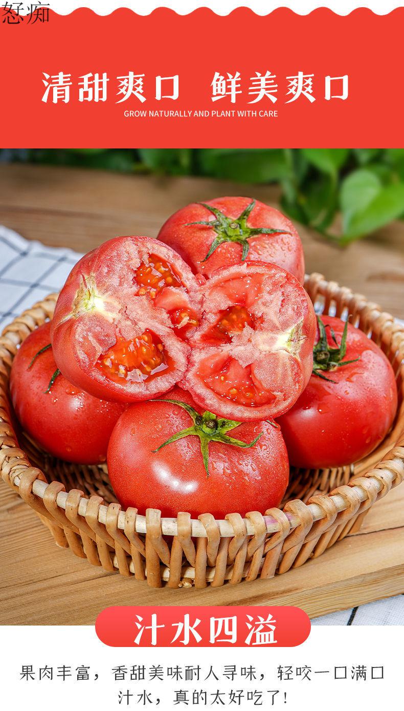 新疆沙瓤西红柿自然熟生吃普罗旺斯番茄现摘新鲜水果蔬菜5斤 小果