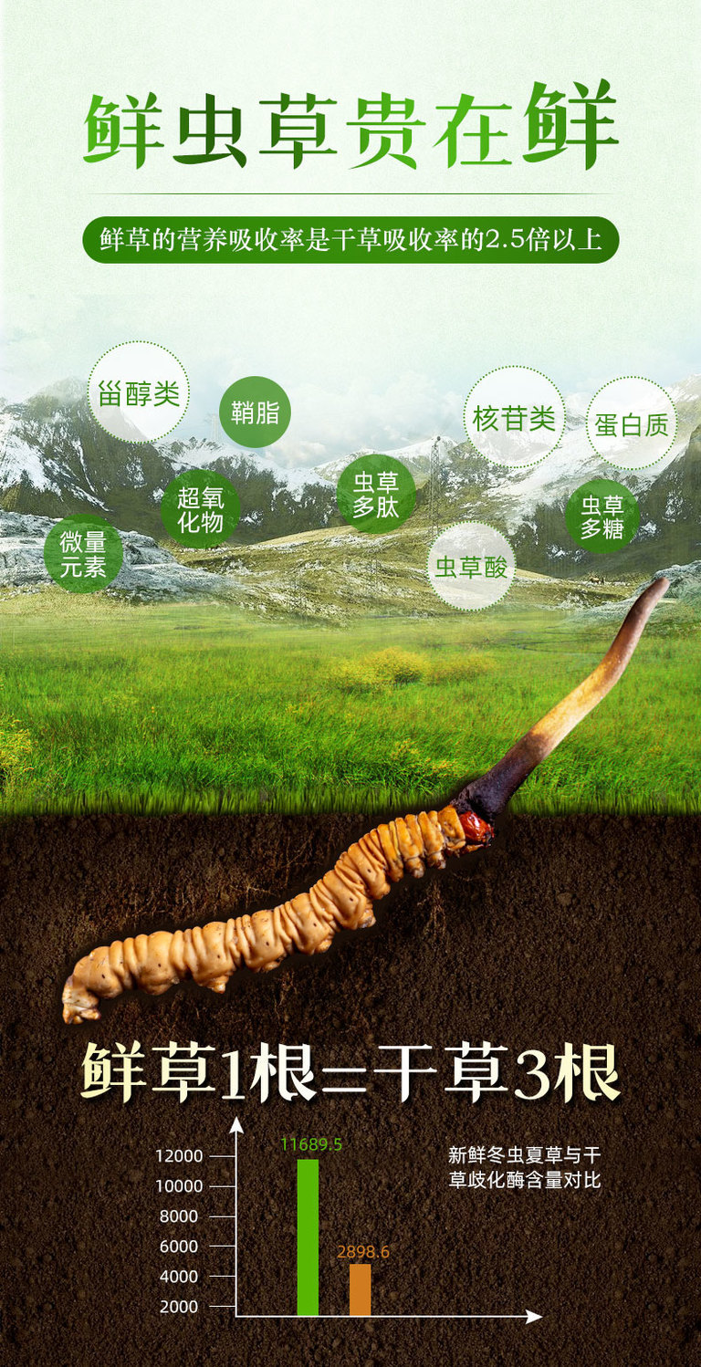 2021新鲜冬虫夏草新鲜冬虫夏草西藏那曲头期虫草鹿伊梵麦06克08克根30