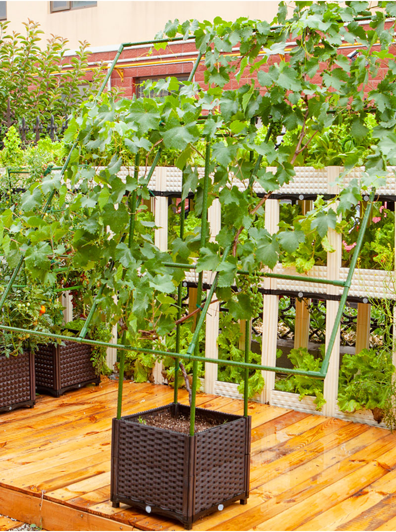 攀爬架室外植物阳台葡萄架种植箱架庭院室外植物攀爬架子蔬菜月季牵引