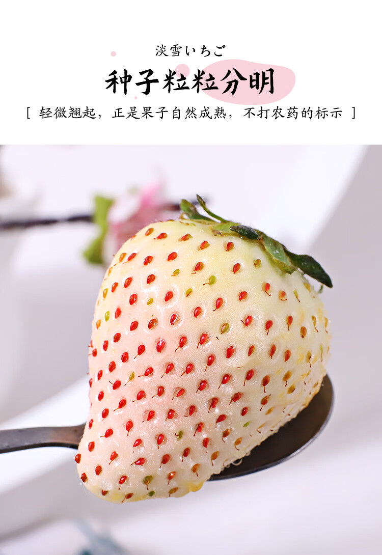 日本引进淡雪白草莓天使莓白雪公主牛奶白色新鲜奶油水果圣诞恋人情侣