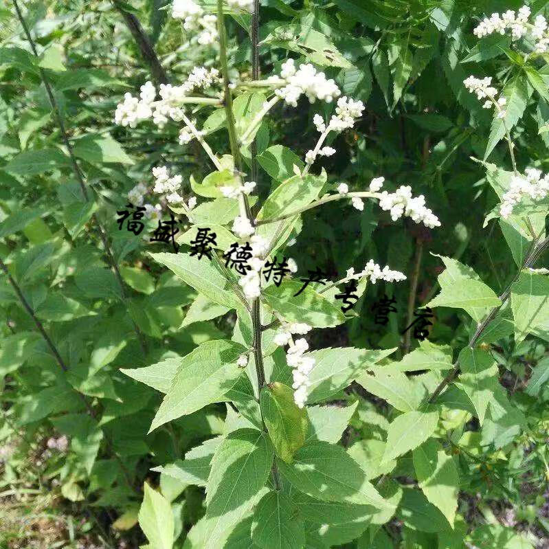 宓蝶 消饭花茶夏天凉茶浙江绍兴诸暨特产六月霜花草茶500g清凉茶 0g清