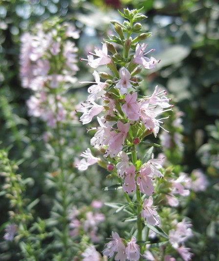 神香草种子可食用香草种子驱蚊虫多年生植物香囊草种子四季易种香囊草