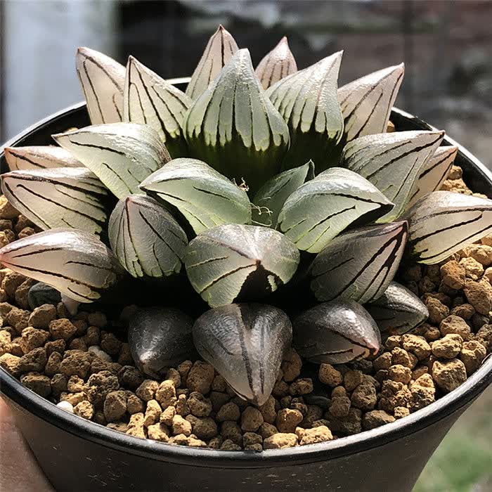 精品西瓜寿十二卷多肉植物盆栽背窗玉露寿透明肉肉植物绿植花卉西瓜寿5 7cm 陶瓷盆栽好发货裸根不带土 图片价格品牌报价 京东