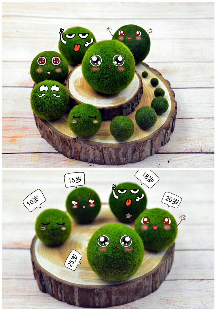 绿藻球生态瓶marimo海藻球能量瓶水藻球生态瓶水培植物玻璃瓶创意迷你