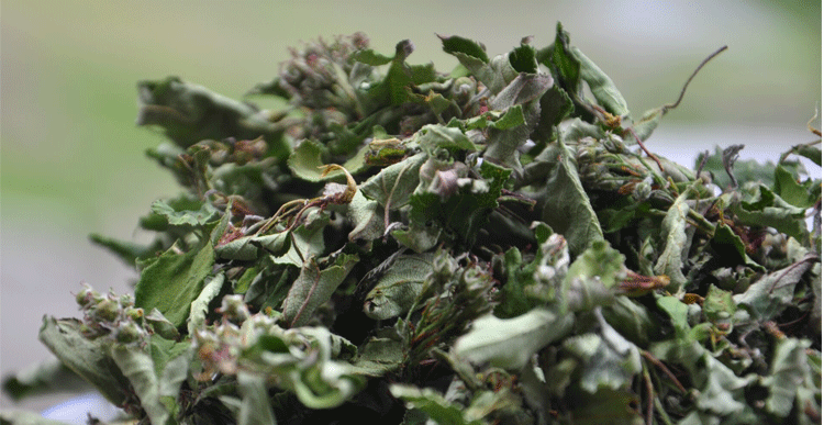 茗老汉 俄色茶 500g/ 四川甘孜康定特产俄色茶自然晾晒产地发 500g