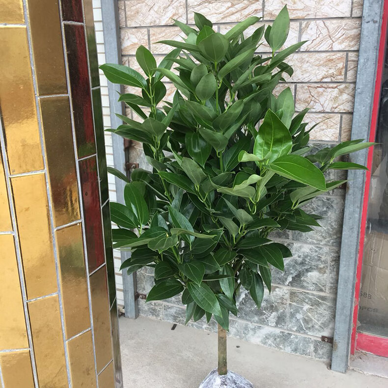 中梦 平安树客厅盆栽大型室内幸福树老桩植物大颗绿植花卉d7 平安树40