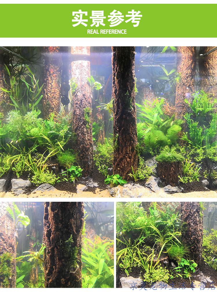 香槟树造景树干森林造景树桩雨林缸水草缸鱼缸水族天然沉木造景木香槟