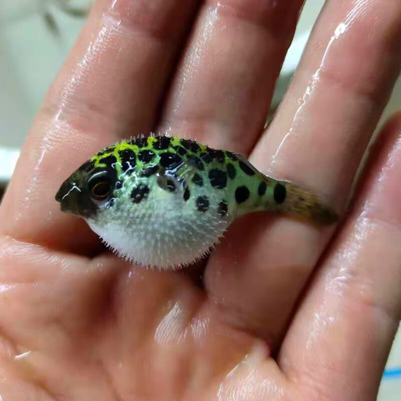 楠苑秋颖潜水艇淡水小斑马狗头鱼巧克力娃娃凶猛气泡鱼会生气的除螺鱼