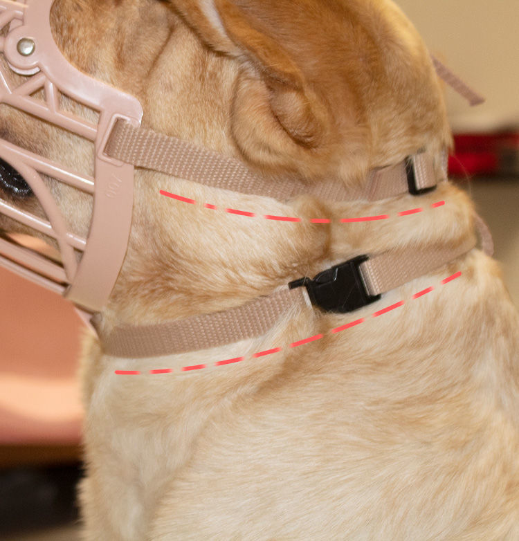 【精选】狗狗嘴套防咬乱吃口罩大中小型犬泰迪用品狗套笼狗罩宠物金毛