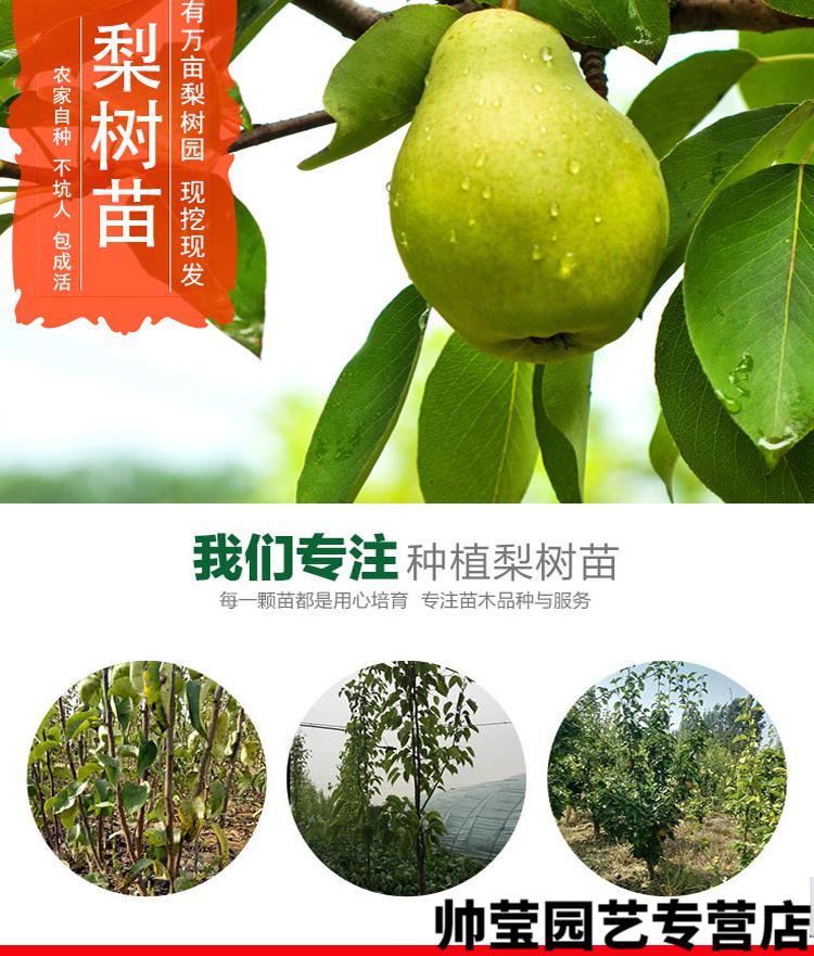 春枝韵梨树果苗地栽南方北方种植当年结果早酥红梨特大果树苗嫁接梨