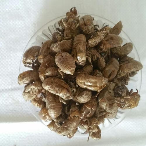 伟博中药材蝉蜕50克蝉衣知了壳蝉脱金蝉衣爬了狗虫