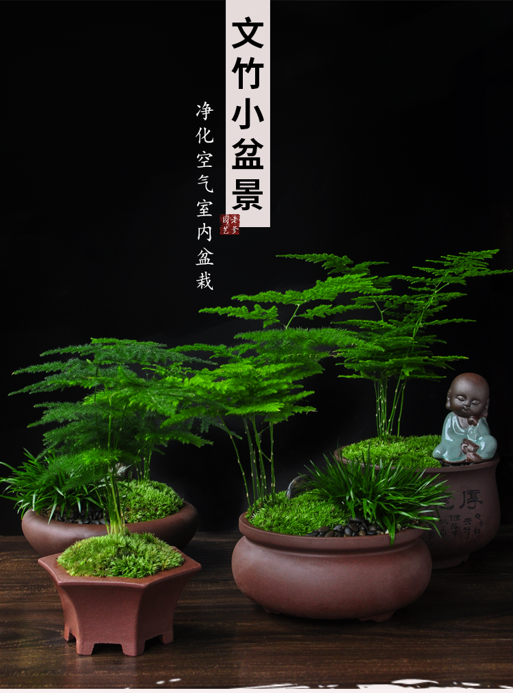 文竹盆栽四季好养桌面紫砂盆小盆景花盆室内创意植物四季常青绿植三角