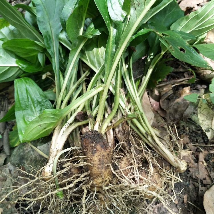 正宗新鲜现挖水田七屈头鸡现挖中草药500g深山土三七水田七水虾公 杞