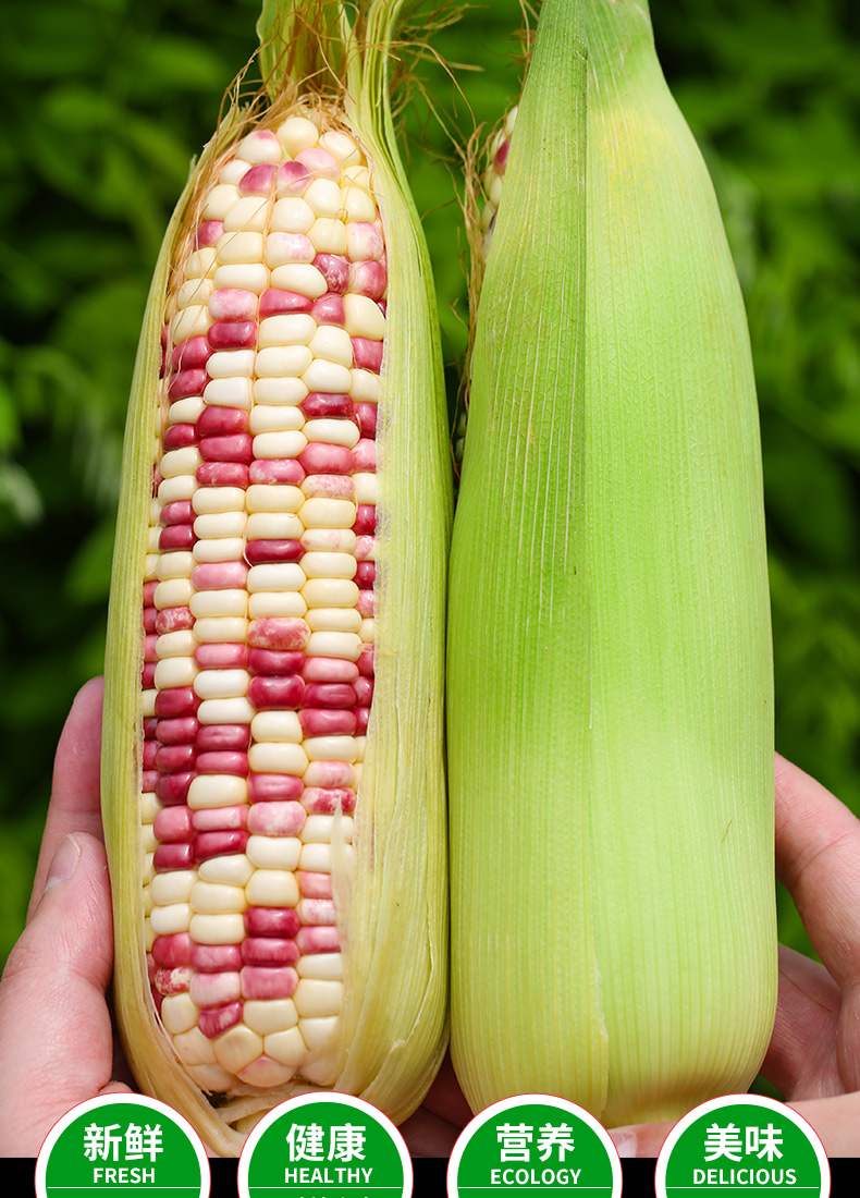 【jd物流】2021云南现摘新鲜花糯玉米10斤装蔬菜鲜玉米粘甜玉米牛奶甜
