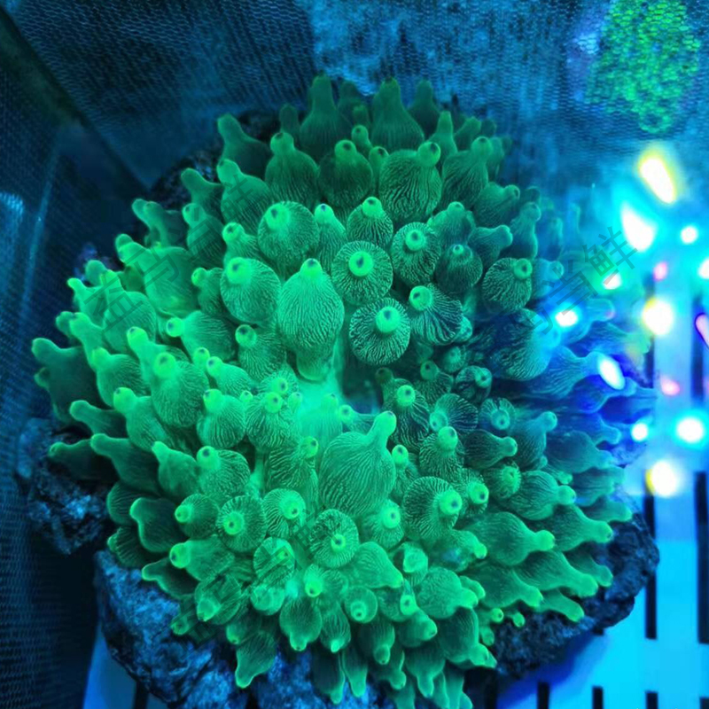 荣郁荧光绿奶嘴海葵海水鱼 活体珊瑚荧光绿地毯小丑鱼共生 荧光绿8cm