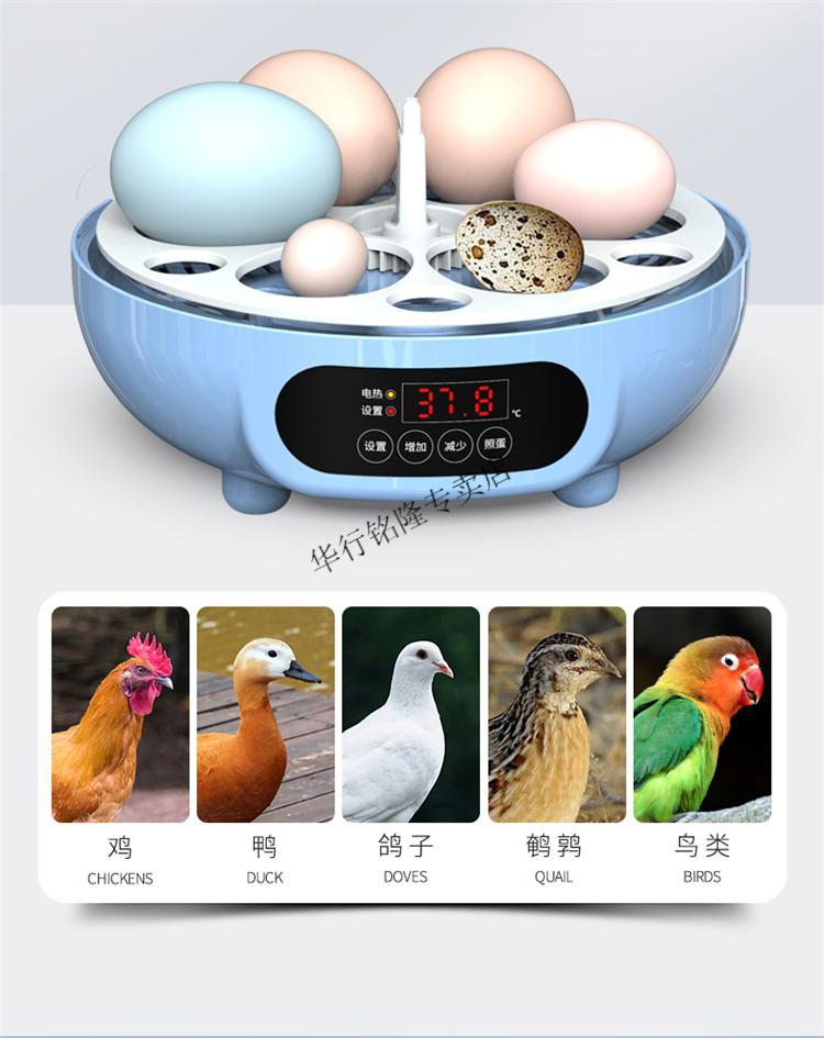 智能小型孵小鸡的机器家用鸡蛋孵化箱温控器 7枚半自动(手动翻蛋 送照