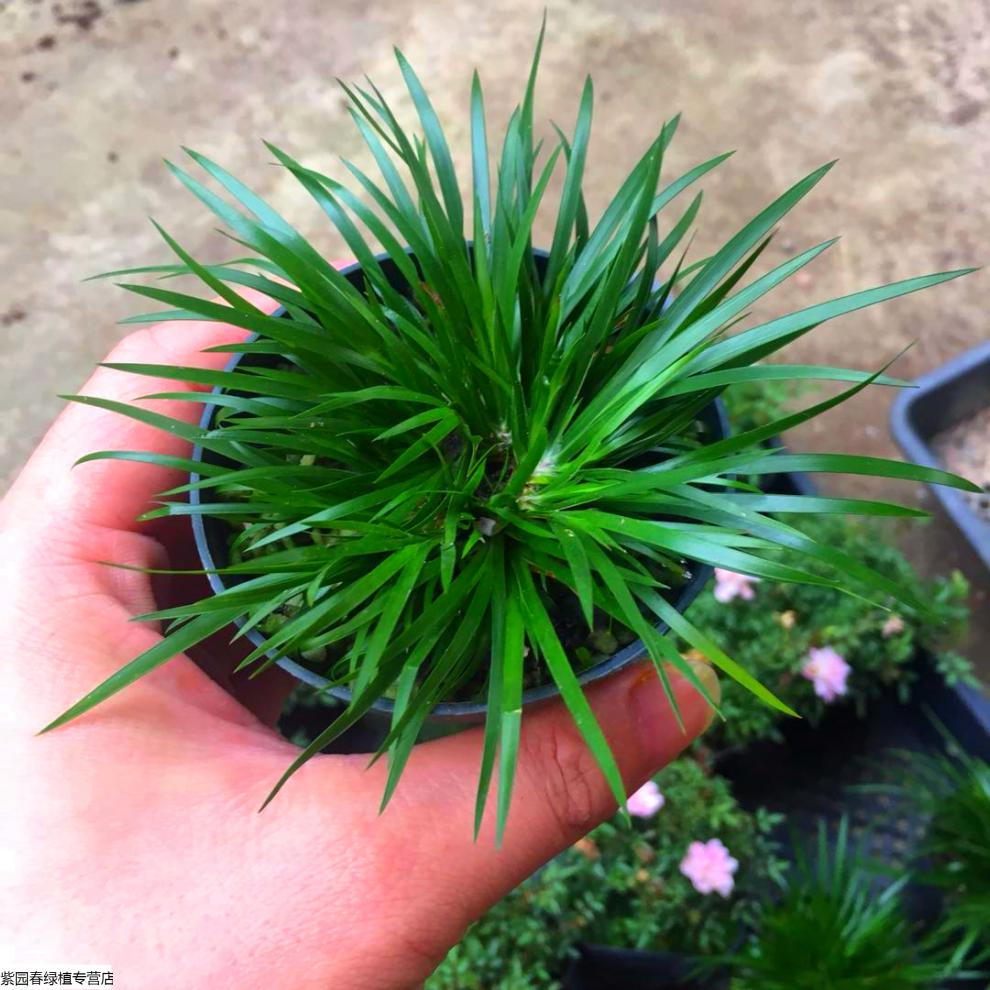 盆景野生石菖蒲水培提根老桩小叶雀舌皱皮黄杨 2颗苔藓球小叶赤楠植物