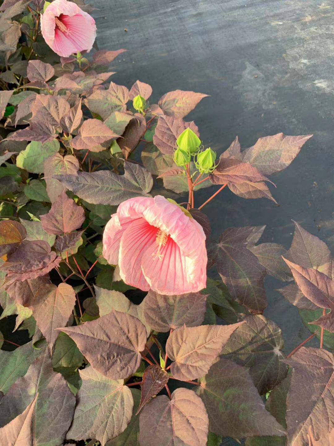 大花芙蓉葵小苗花苗庭院耐寒植物室外多年生宿根花卉盆