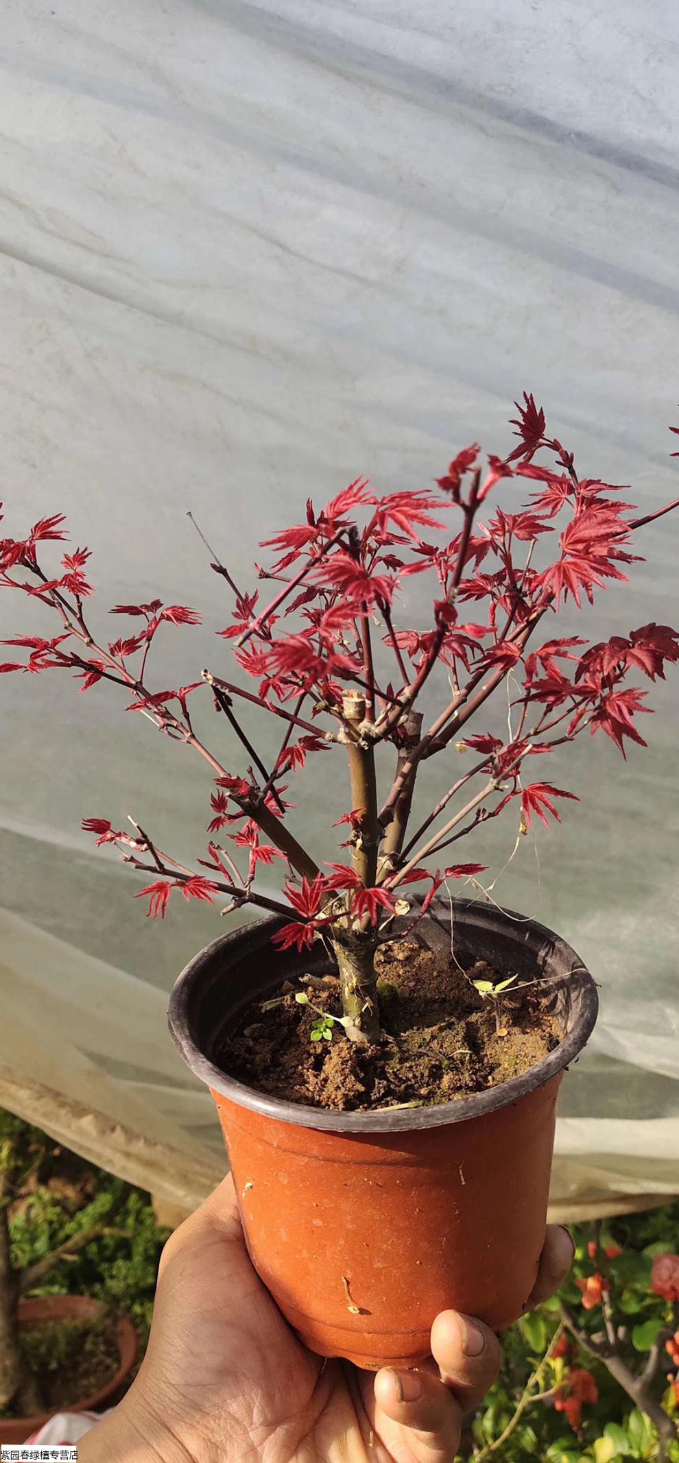 日本红枫红舞姬两年苗 不含盆【图片 价格 品牌 报价】-京东