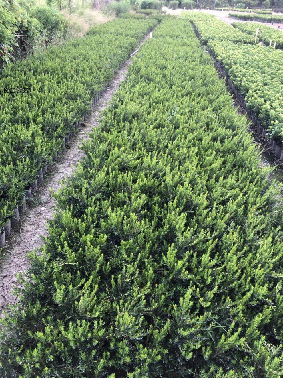 雀舌黄杨皱皮小叶黄杨苗造型名贵盆景树苗室内常青石柳苗盆栽六年苗1