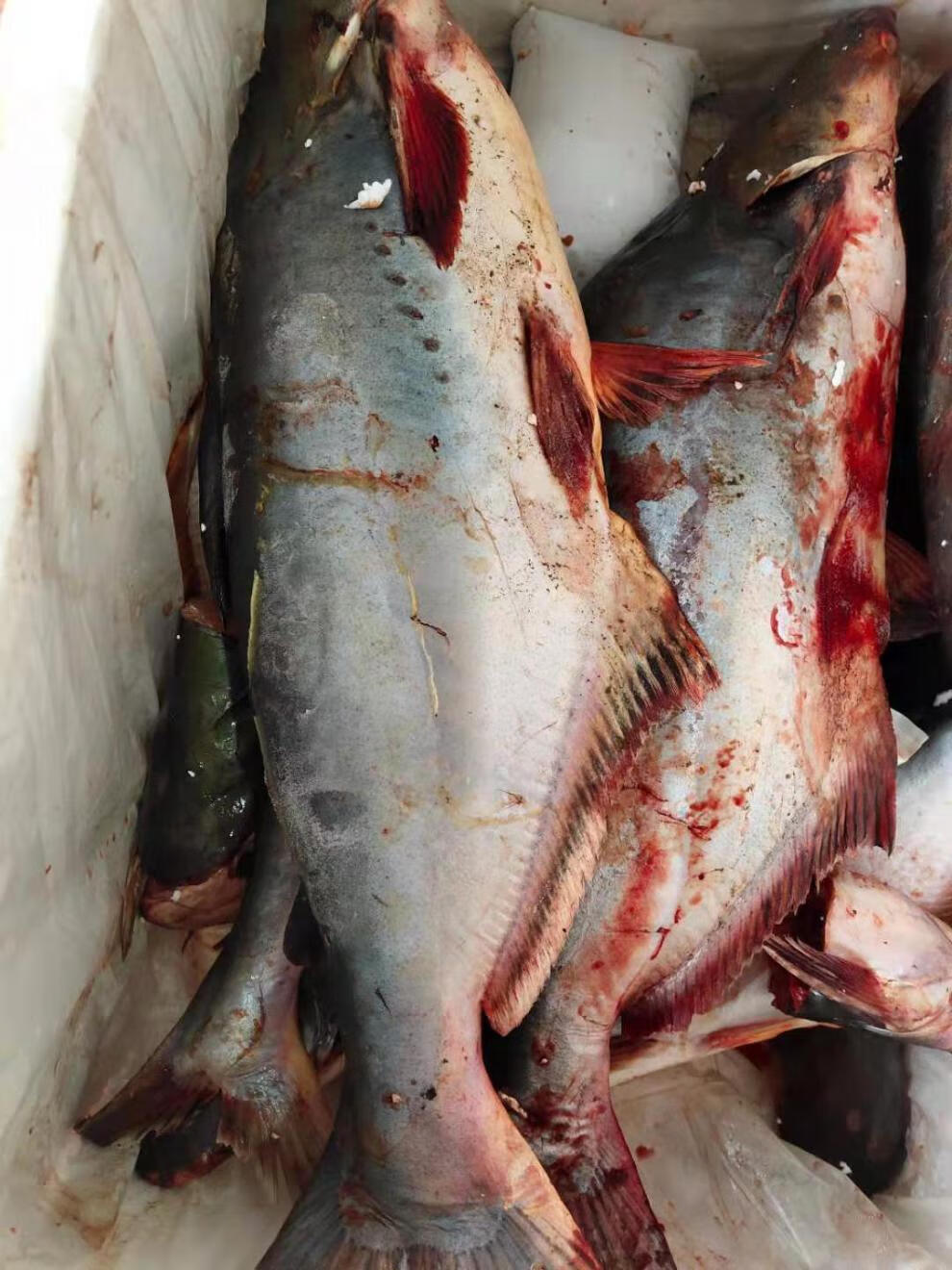 ca saba 新鲜巴沙鱼 湄公鱼火锅烧烤 1500克整条nguyen con 1份phan