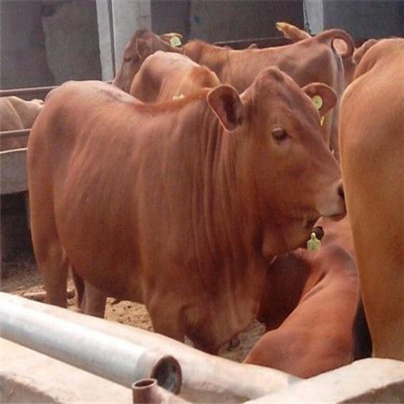 【京選推薦】肉牛犢育肥牛養殖利木贊架子小牛改良黃牛苗活西門塔爾