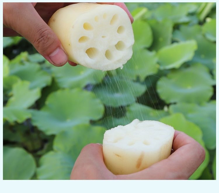 池塘大型观赏荷花苗种藕苗 莲藕种苗 盆栽荷花种根苗莲藕苗莲花苗