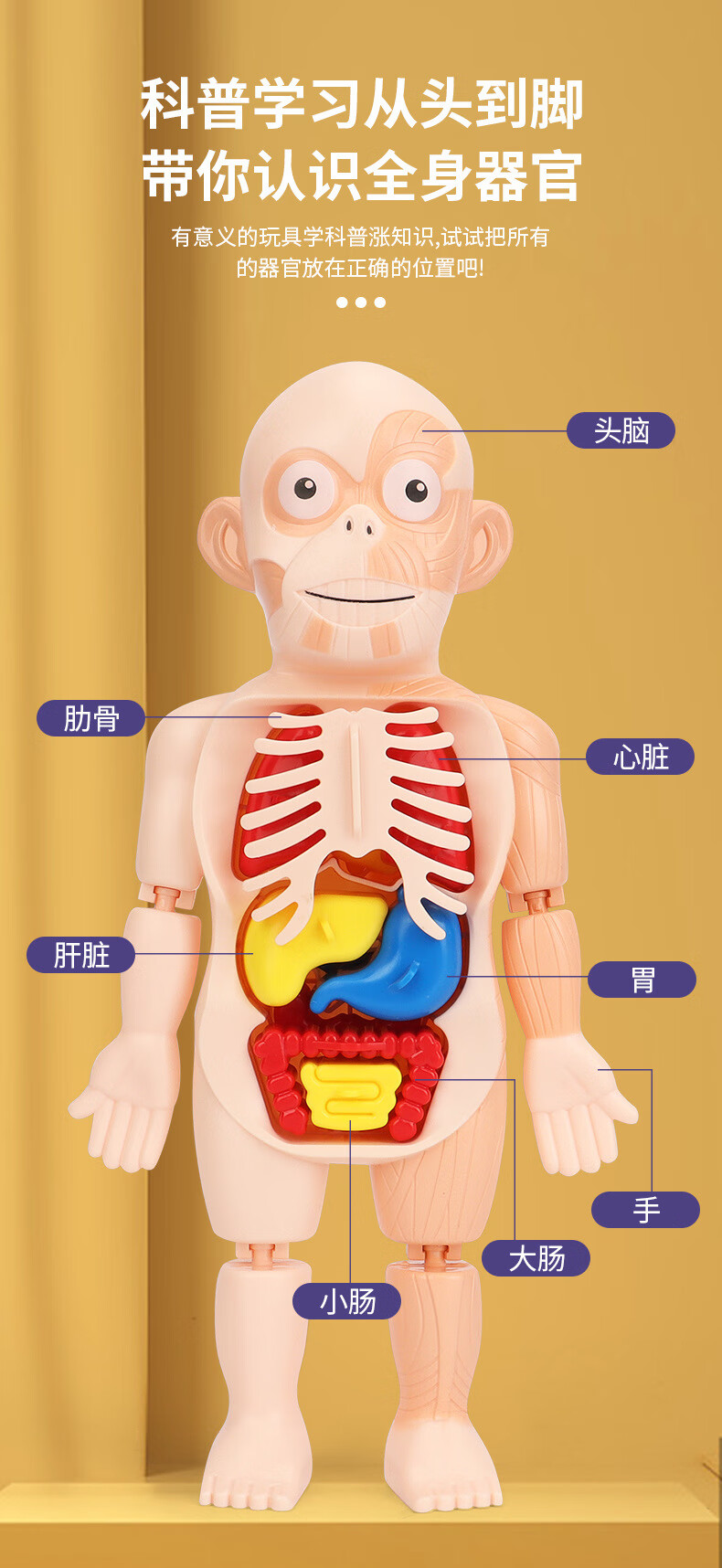 人体内部器官模型制作图片