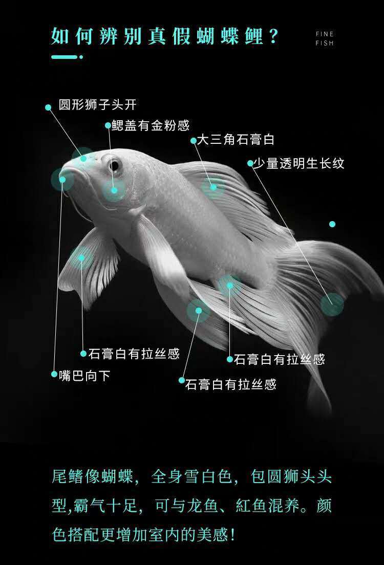 观赏鱼球体蝴蝶鲤鱼活体短身贵妃龙鲤纯种大尾冷水鱼锦鲤鱼苗金鱼 (超