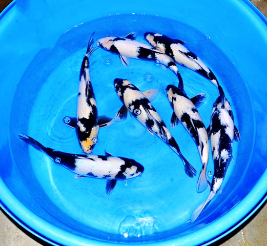 观赏鱼日本纯种白写锦鲤活鱼冷水淡水小型鱼大正三色锦鲤小鱼苗白写