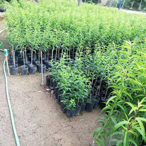 鹰嘴桃树苗 三月桃苗 嫁接桃树苗盆栽地栽果树南方北方种植桃子苗