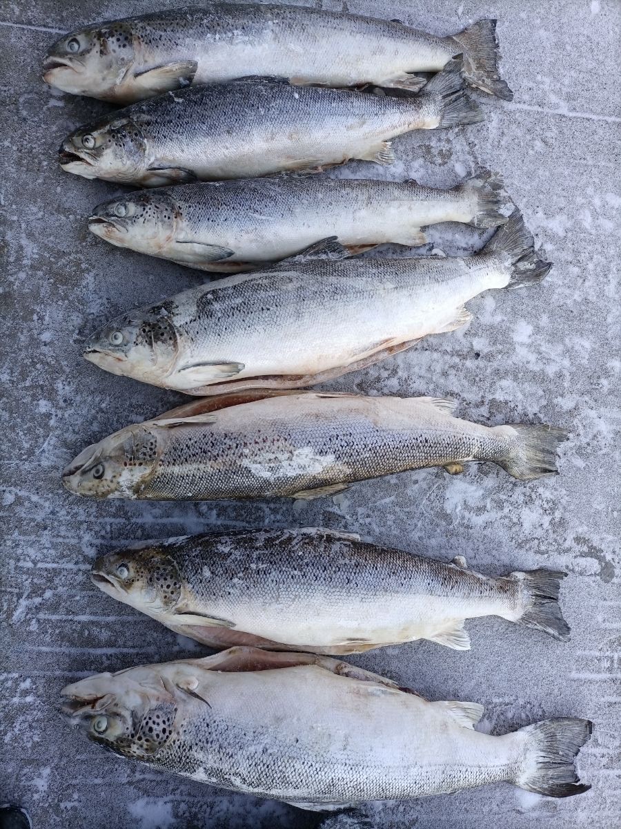 新鲜大马哈整条速冻银鲑马哈鱼肉质细嫩桔红肉小三纹 一斤价整条称重