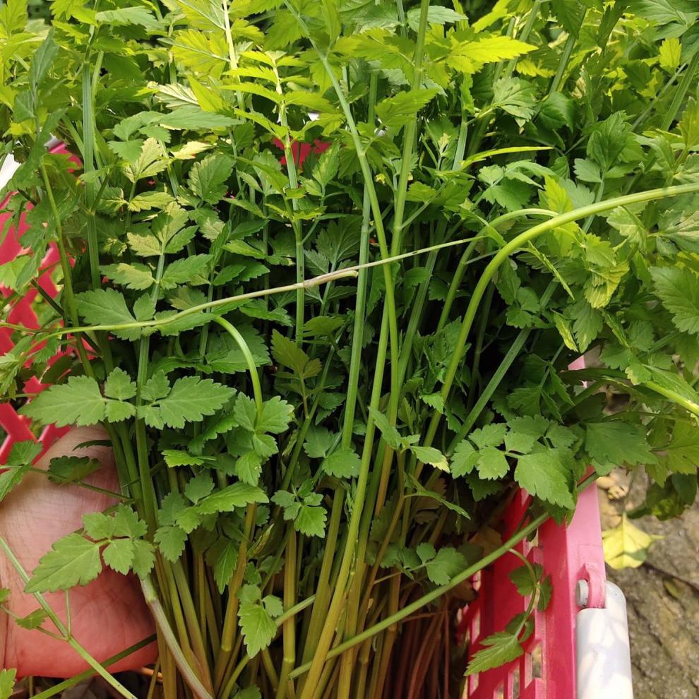 野生水芹小叶水芹菜湖南特产时令蔬菜野菜现摘现货香野水芹菜 2斤