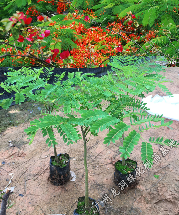 红花楹小苗庭院公园开花凤凰木树苗景区观花植物凤凰木90100cm高其他
