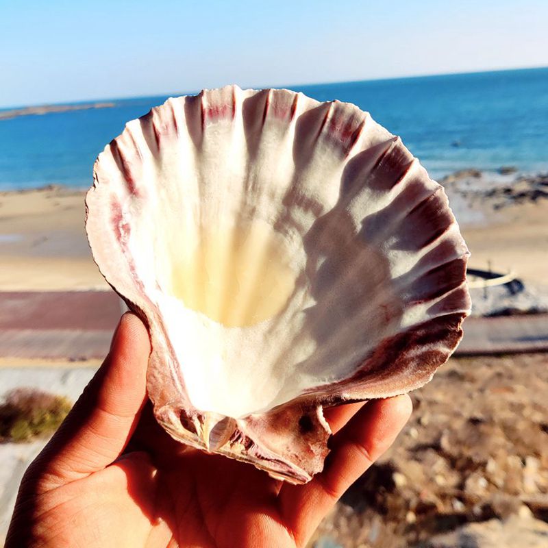 贝壳海螺天然狮爪贝鱼缸造景水族箱装饰盘子海洋生物收藏拍摄道具 12