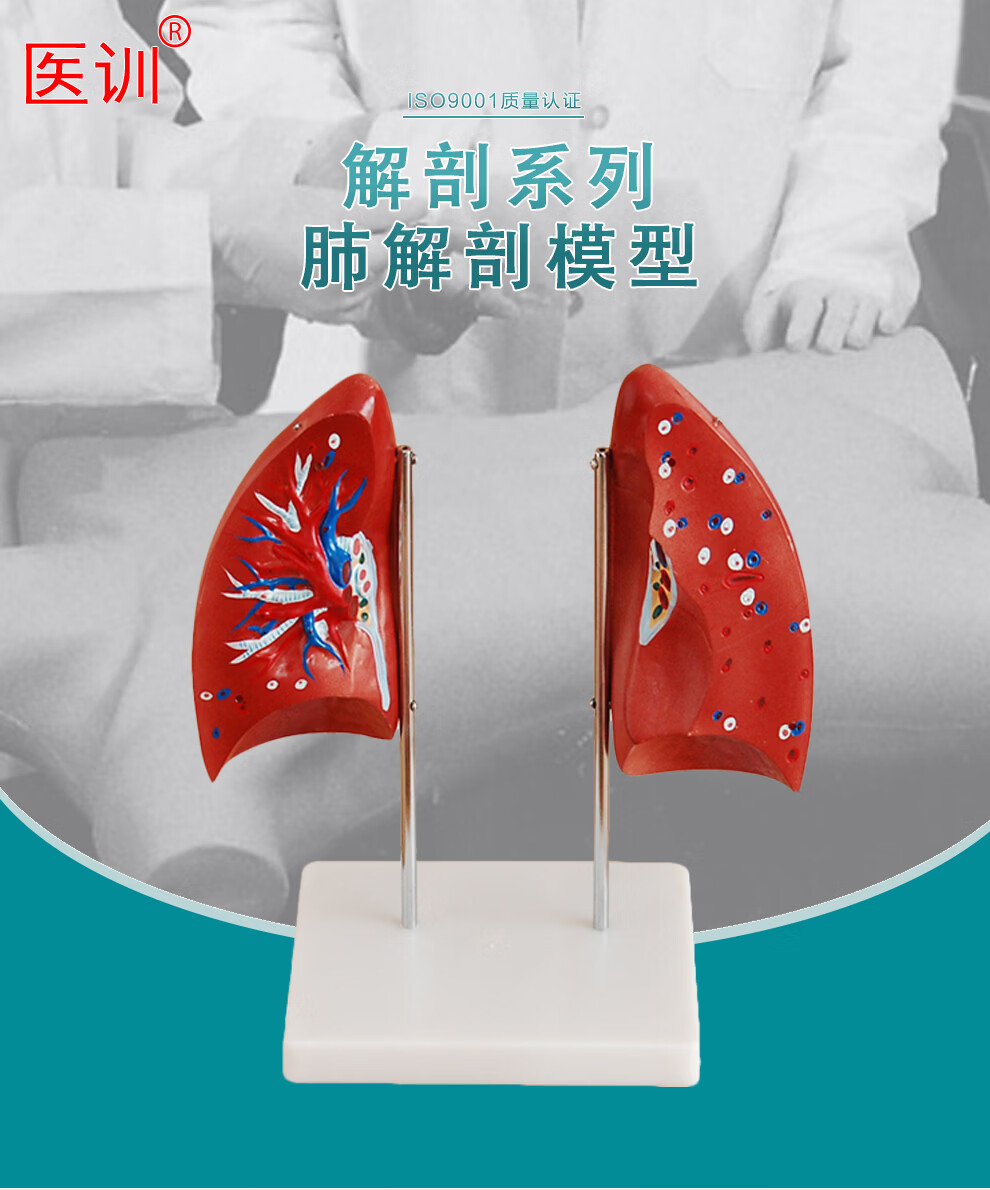 医训肺解剖模型自然大小分成4件两瓣肺叶可取下示其内部结构有底座.