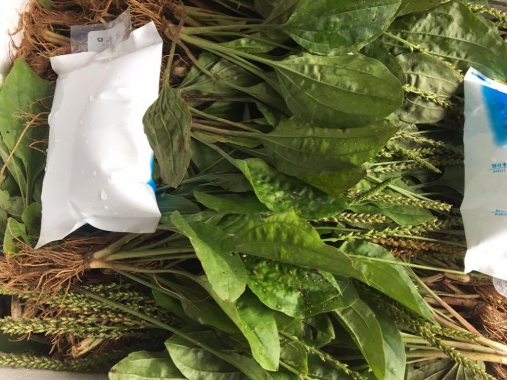 杞里香 野外生新鲜车前草车轮草苗农村山货车前草全株带根凉茶草药