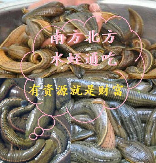 适用于水蛭引诱剂诱饵引诱水蛭诱捕剂捕蚂蟥强力捕捉蚂蝗水蛭捕捉器