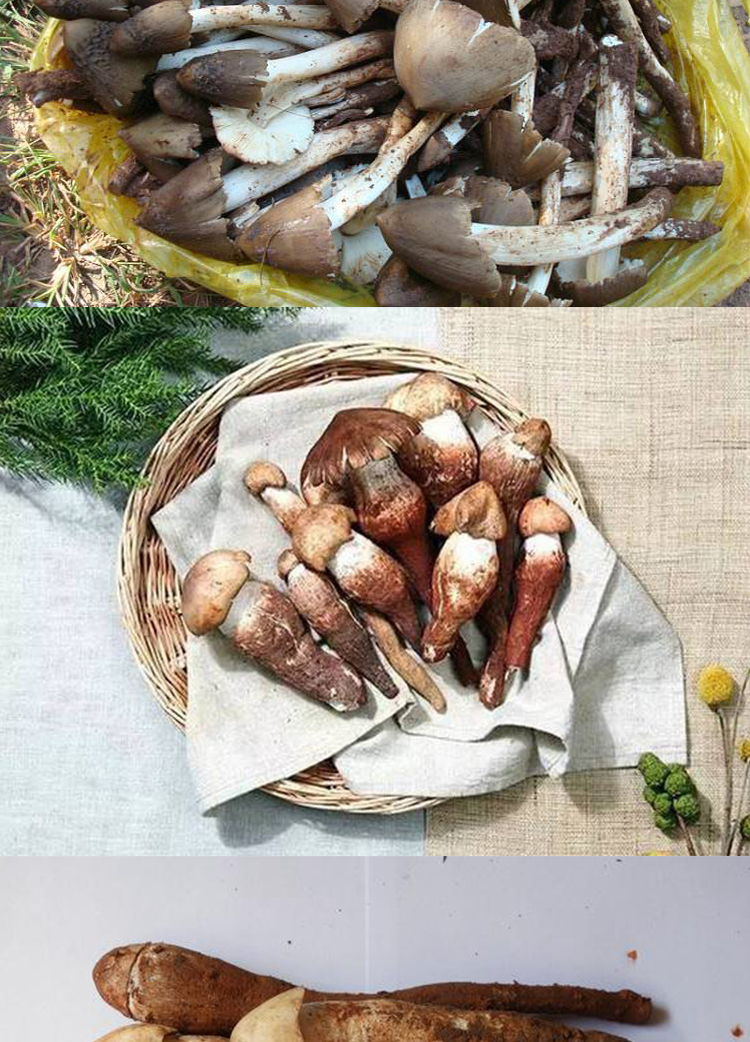 2022新鲜野生鸡枞菌伞把蘑菇鸡肉丝鸡脚菇曲靖野生菌特产 野生丁子菌