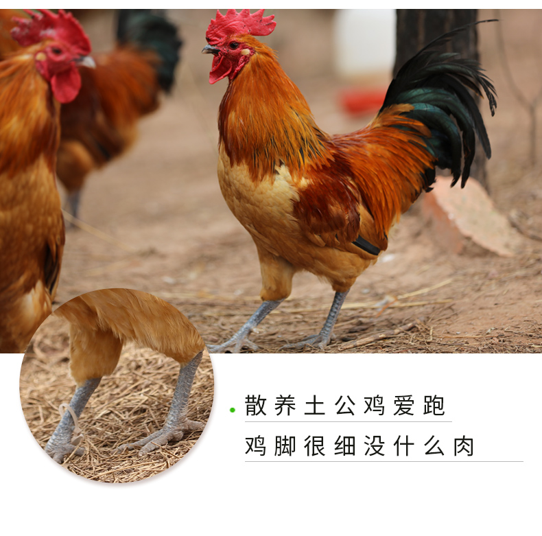 大公鸡农家散养土公鸡草鸡土鸡现杀1800克2000克