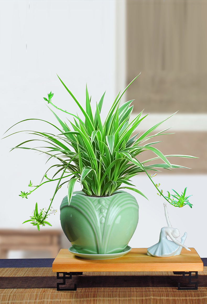 吊兰金边吊兰盆栽垂吊植物室内客厅办公室桌面小盆景四季常青好养绿植