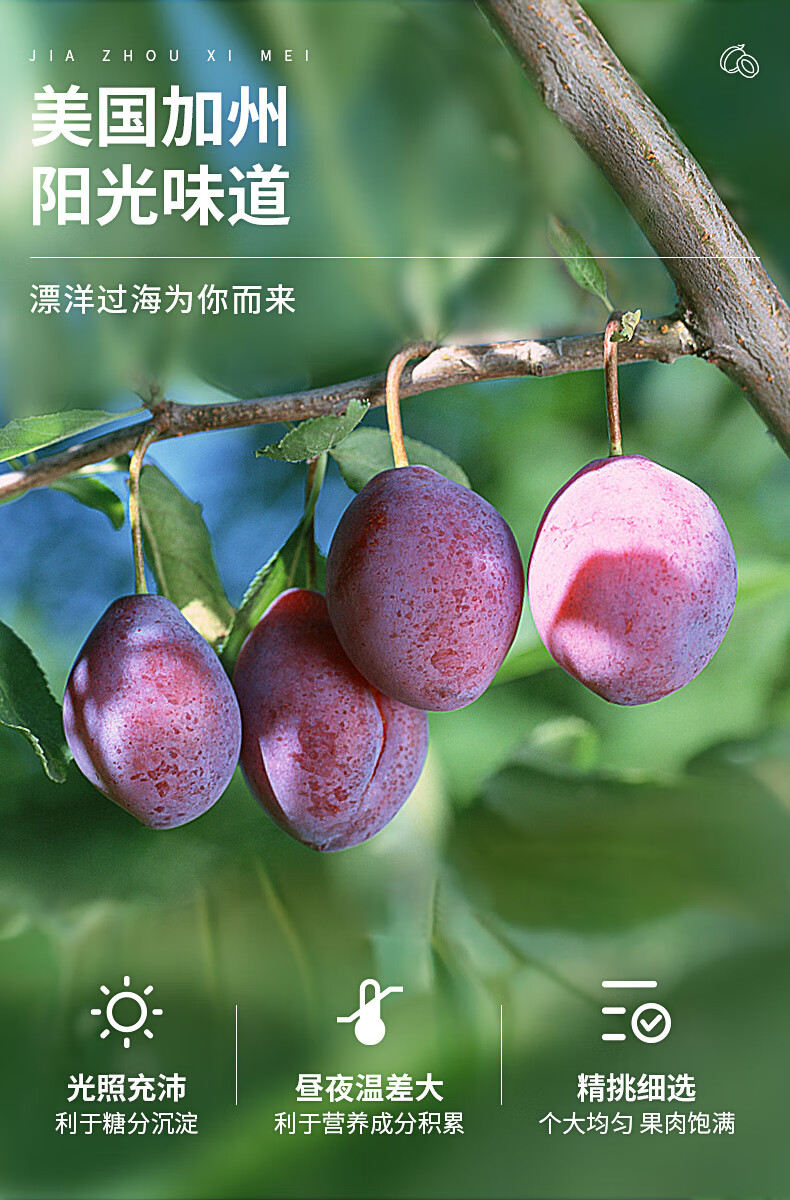 洽洽加州西梅酸甜话梅子网红果脯蜜饯休闲零食果干独立包装100g2加州