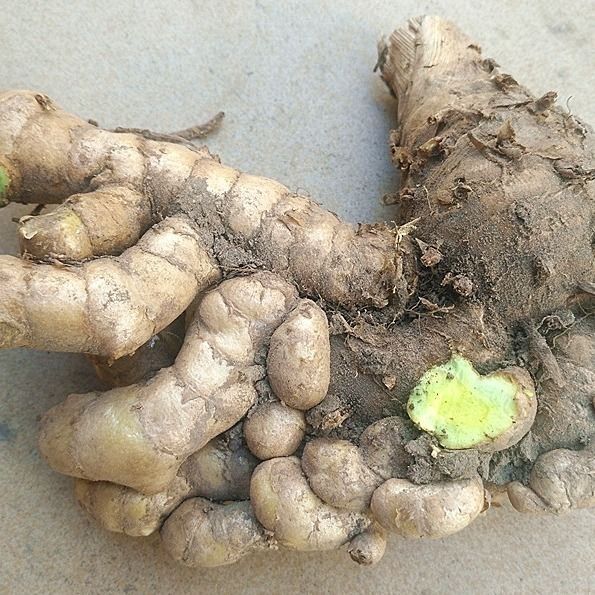 乌姜新鲜黑姜黑心姜现挖绿肉姜蓝姜1斤装5oo克